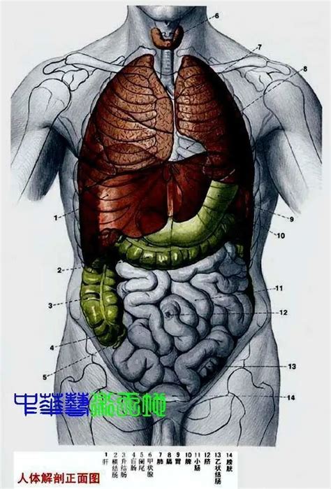 內臟有哪些|最全的人体内脏结构图（收藏版）